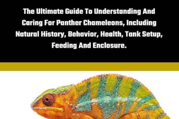 Le caméléon domestique : un guide complet pour les propriétaires