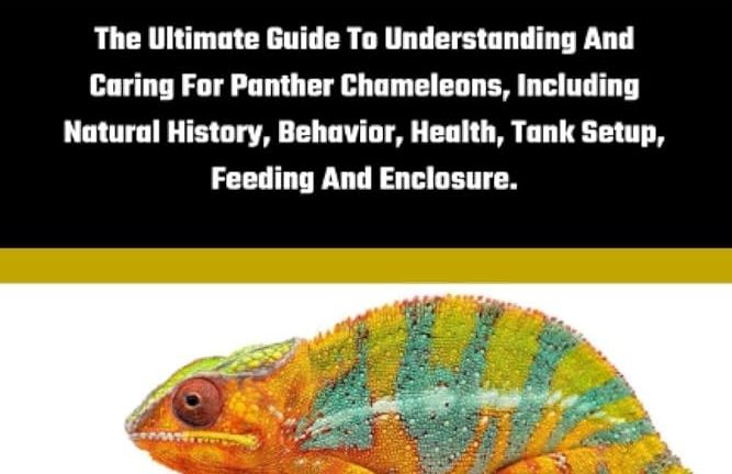 découvrez notre guide du caméléon, une ressource complète pour tout savoir sur ces fascinants reptiles. apprenez leurs comportements, habitats et soins nécessaires pour les garder en bonne santé. que vous soyez passionné ou propriétaire, ce guide est fait pour vous !